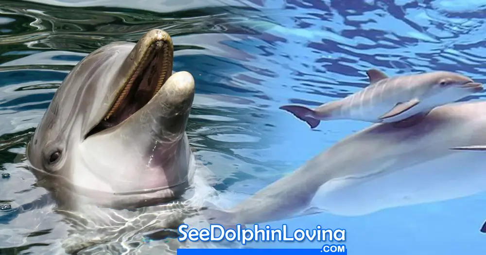 Dolphin Hidung Botol