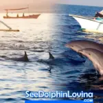 Melihat Lumba-Lumba Hidung Botol di Lovina Bali